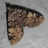 Idia calvaria